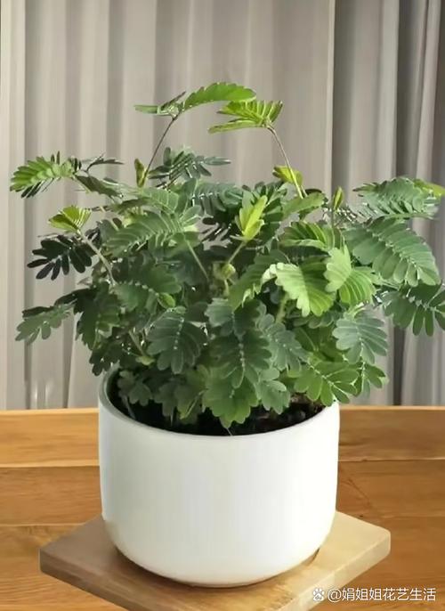 6090青苹果影院手机版的相关介绍